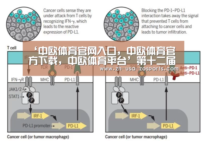 ‘中欧体育官网入口，中欧体育官方下载，中欧体育平台’第十二届和田玉石文化旅游节暨